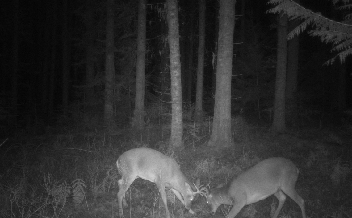 The rut approaches game camera favorites to inspire your next deer