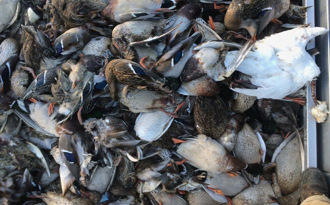 Avian Cholera Idaho Fish And Game