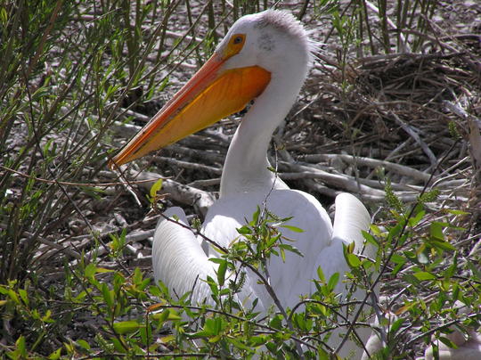 tight shot of an adult pelican at the Minidoka National Wildlife Refuge July 2008 