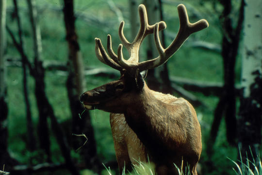 bull elk in trees in velvet 