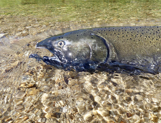 chinook_phillips_108a