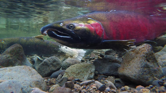 Coho underwater