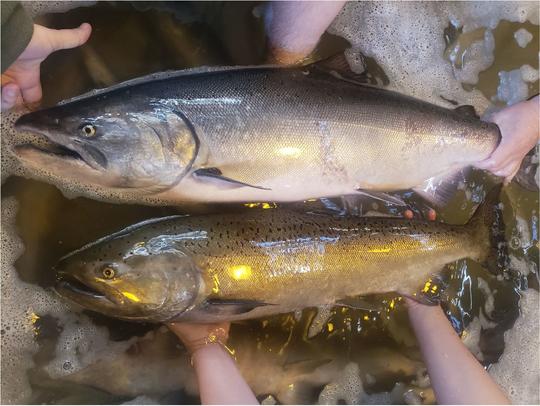 fall vs summer chinook photo