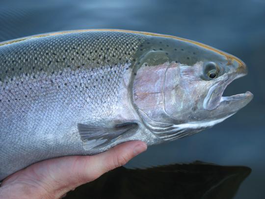 steelhead_1