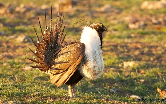 greater sage grouse with fan up April 2014 Mike Morrison