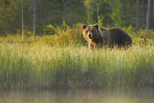 Grizzly Bear in field