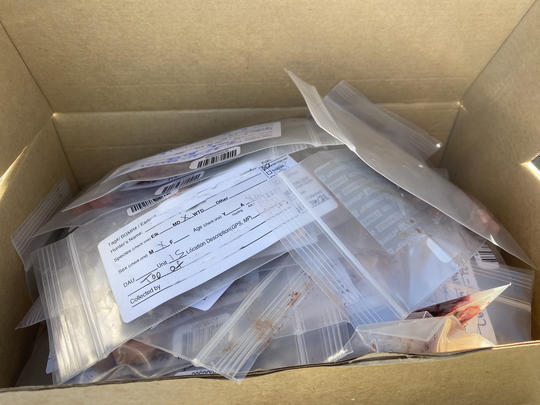 A box of lymph node samples for CWD testing