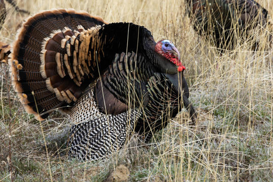wild turkey strutting