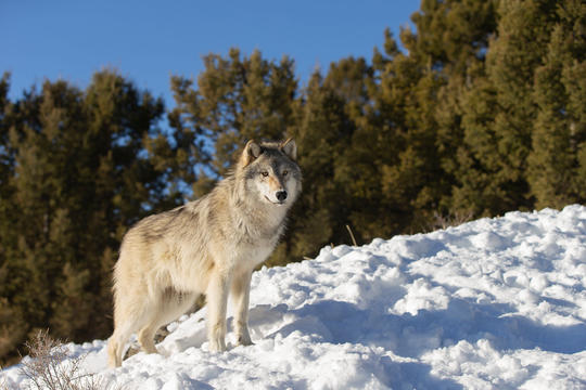 A wolf stands in snow