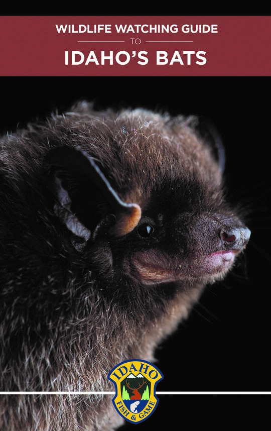 Watching Wildlife Pocket guide cover - Bats