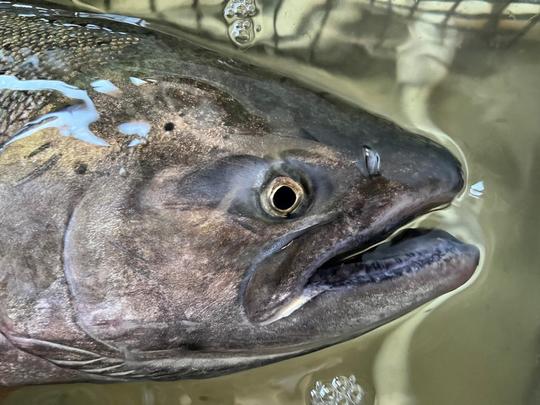 Chinook 