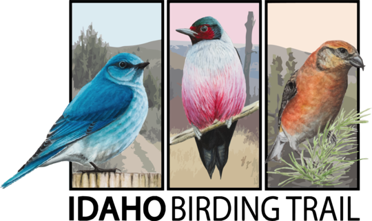 Idaho birding trail logo 2026