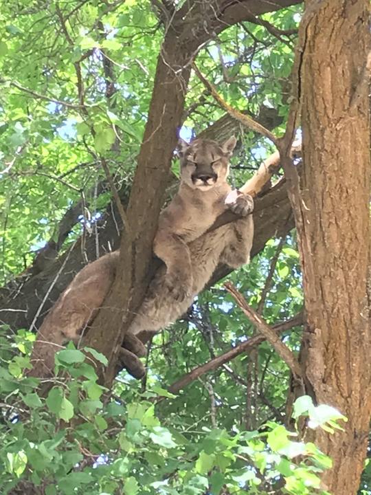 Mountain lion in tree in public park in Banida, Idaho