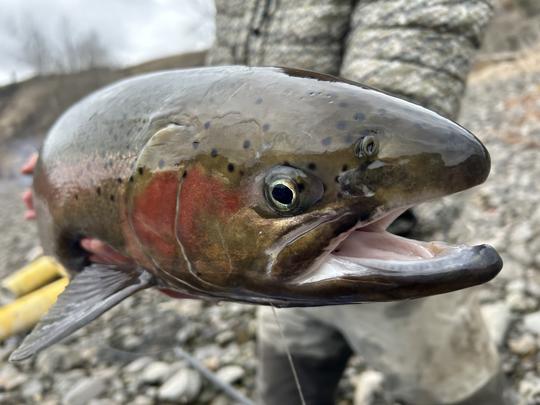 Steelhead face 