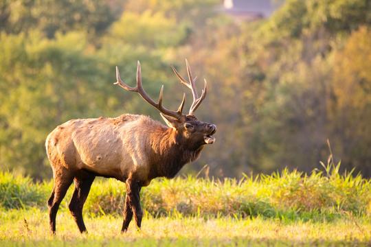 bull elk_unsplash_scwhartz