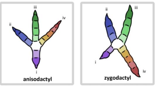 Osprey toe configurations