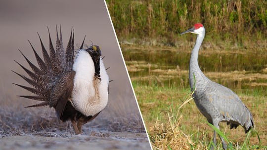 Sage-grouse sandhill crane_split_thumbnail