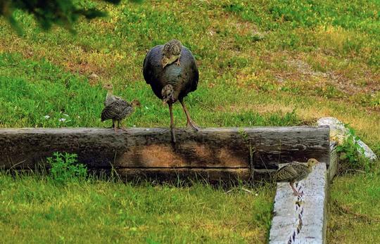 Wild turkey and poults