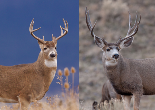 A side-by-side photo of a mule deer buck and a white-tailed deer buck