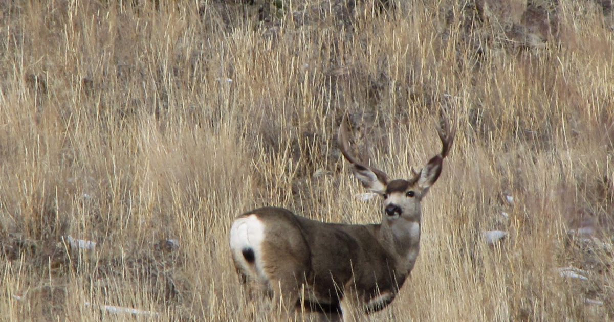 Idaho Fish and Game Idaho Fish and Game