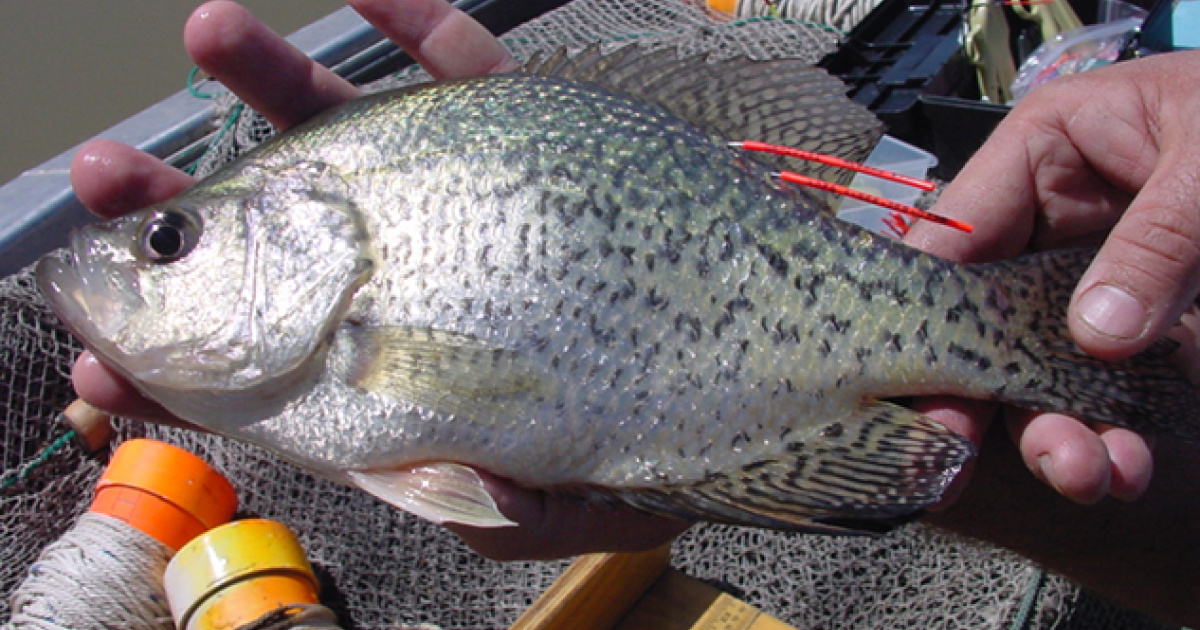 white crappie