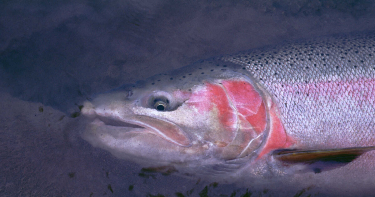 Idaho Fish and Game Idaho Fish and Game