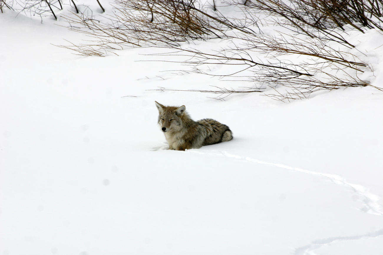  coyote laying in snow February 2008