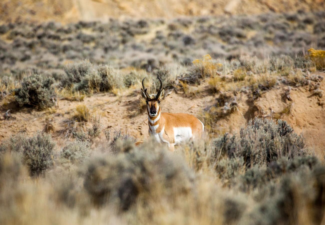 Pronghorn Big Game Season Setting for 20232024 Idaho Fish and Game