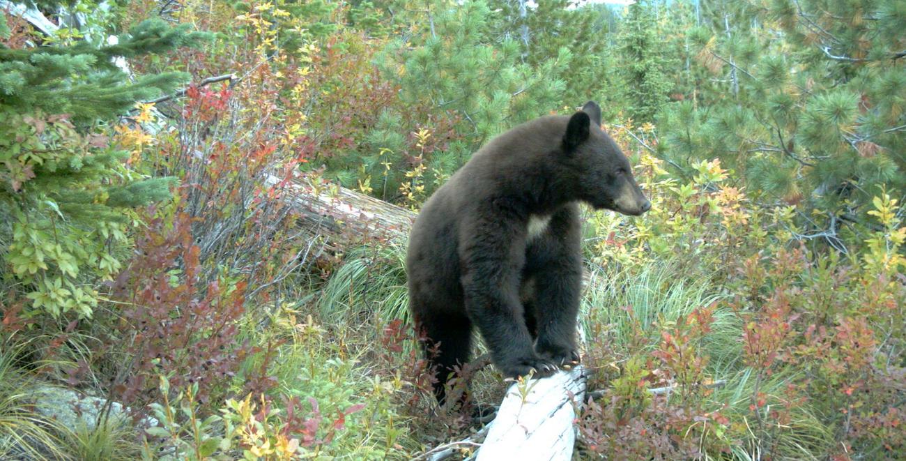 Black bear with huckleberries in the background