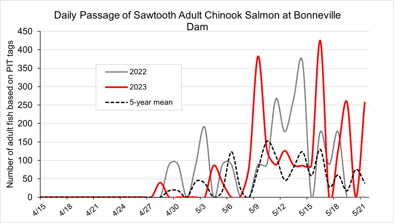 Sawtooth Chinook at Bonneville Dam 2022-2023
