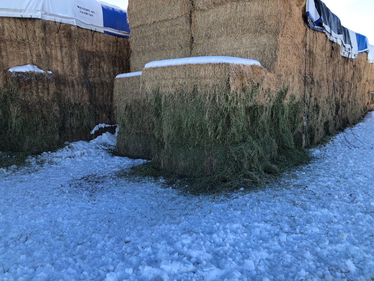 Elk damaged haystack