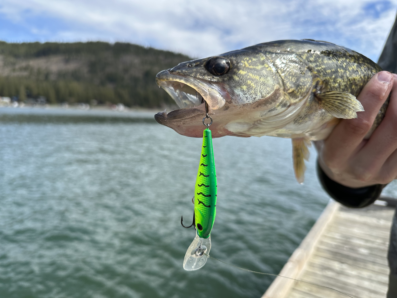 Walleye caught by a fisherman with a crankbait in Lake Pend Oreille