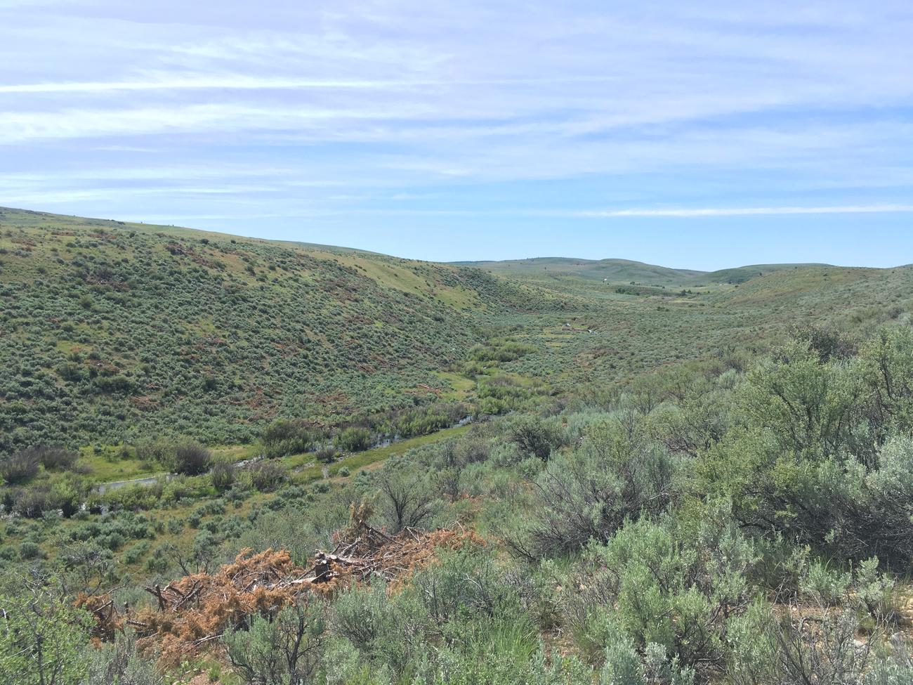 Sagegrouse in Idaho Idaho Fish and Game