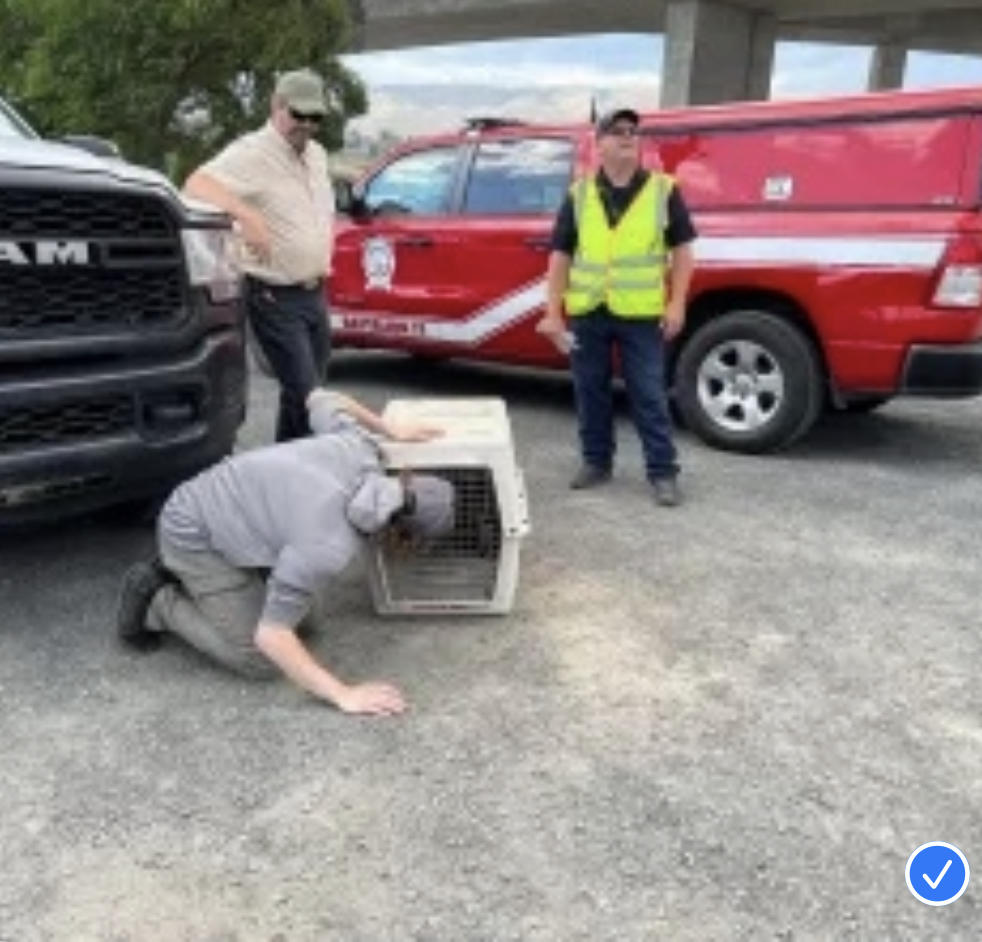 Osprey caught in bailing twine rescued by Lewiston Fire Department