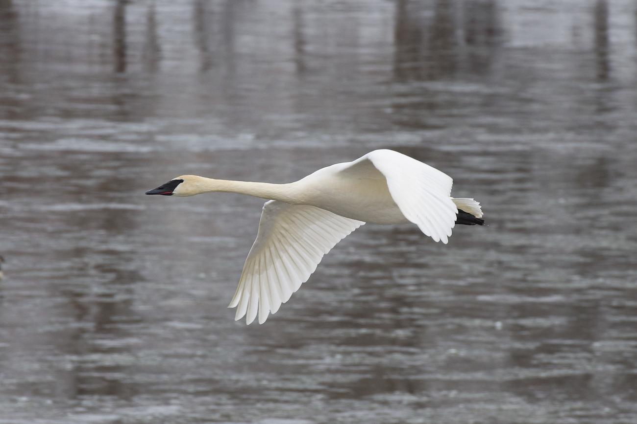 trumpeter swan flying
