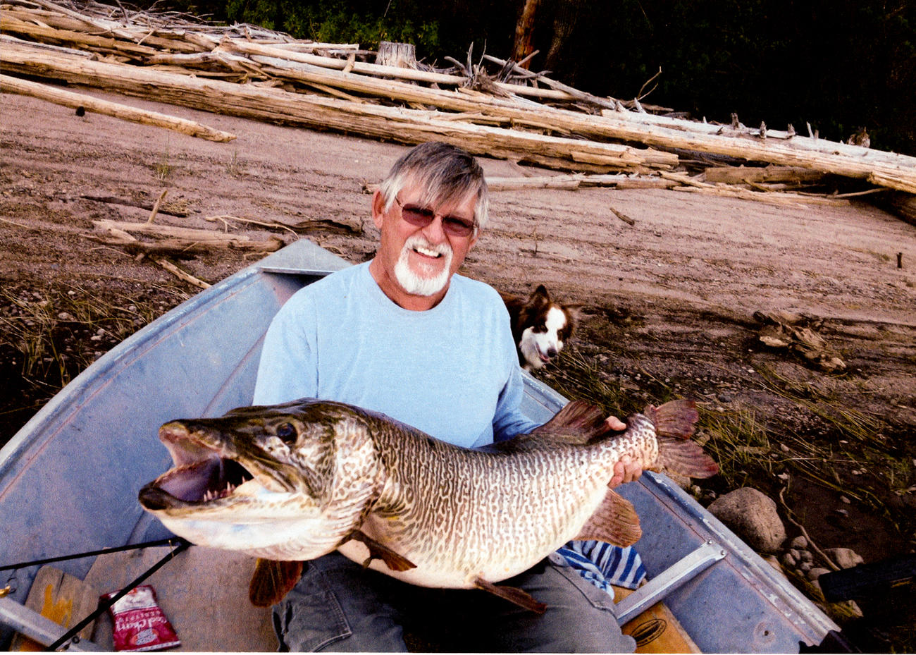 Raising tigers How F&G uses tiger muskies in sport fish management