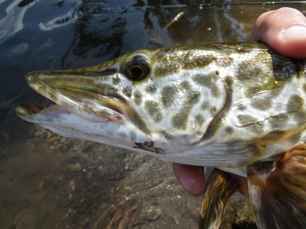 Raising tigers: How F&G uses tiger muskies in sport fish management ...