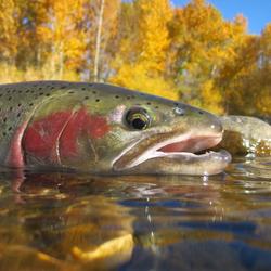 shutterstock-csnafzger-118912597-2019-01-gg-steelhead-boise-fall