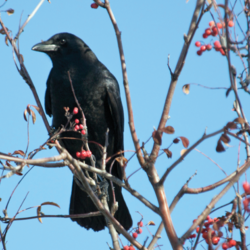 crow in tree January 2016