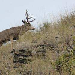 Mule deer