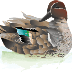 green winged teal duck art