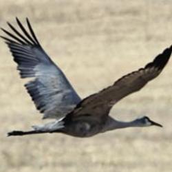 Sandhill crane flying over grainfield. Photo by Jason Beck IDFG