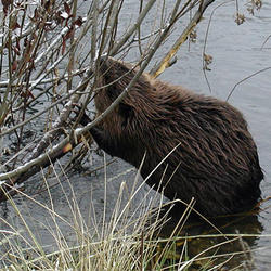 Beaver in the willows