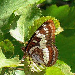 butterfly on a plant at the MK Nature Center