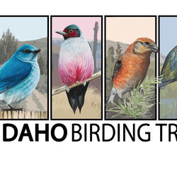 Idaho Birding Trail Logo