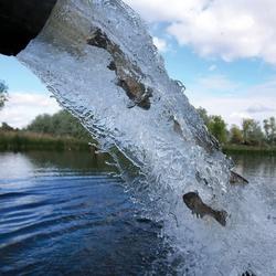 Fish coming out of a stocking tank into a lake