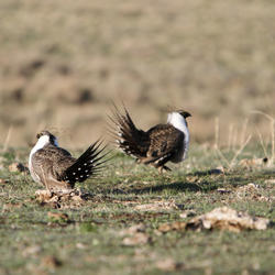 Sage Grouse 2012.jpg