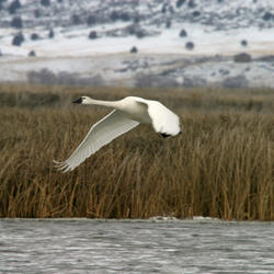 Tundra swan landing or taking off