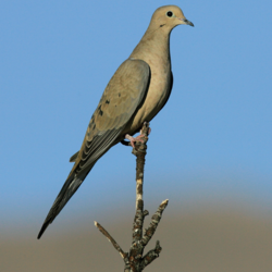 mourning dove November 2005