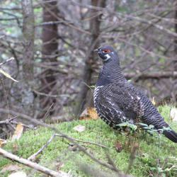 spruce_grouse